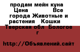 продам мейн куна › Цена ­ 15 000 - Все города Животные и растения » Кошки   . Тверская обл.,Бологое г.